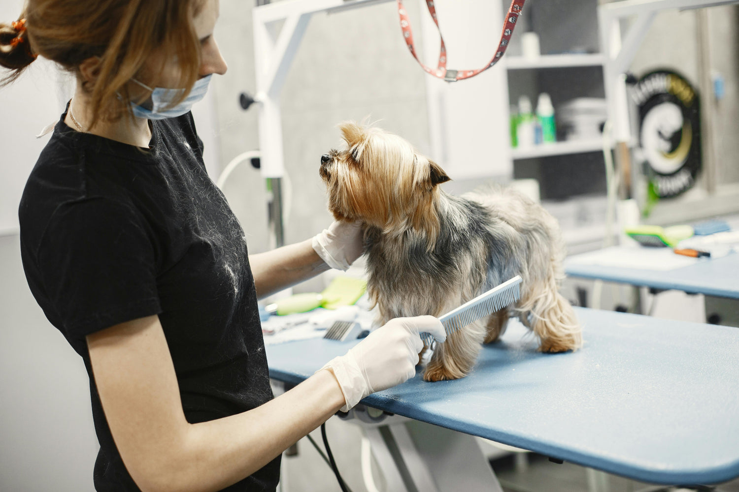 Pet Care